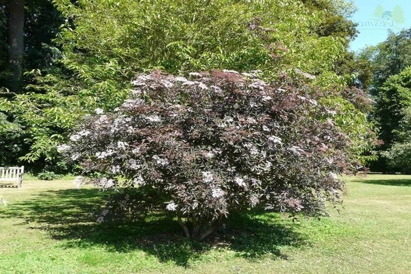 Elderberry Black Beauty