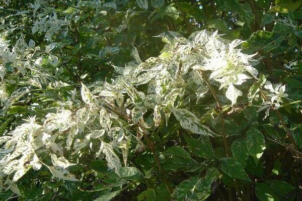 elderberry black pulverulent