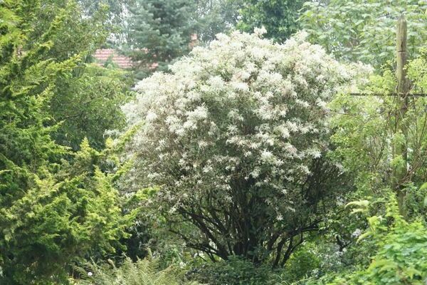 larawan ng elderberry black pulverulent