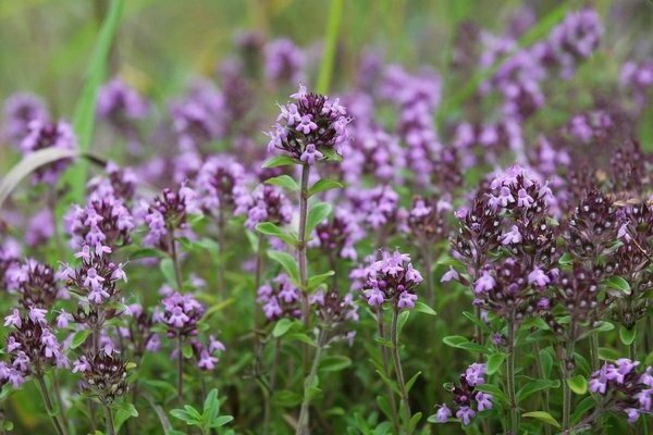 insect repellent plants in the garden