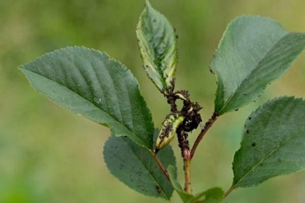 how to process cherries from pests