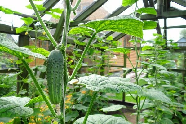 kung paano pakainin ang mga pipino sa isang greenhouse