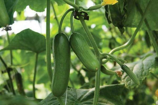 kung paano pakainin ang mga pipino para sa paglaki sa isang greenhouse