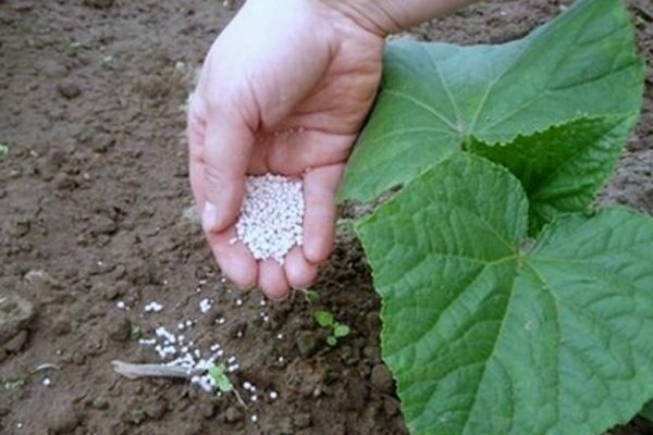 how to feed cucumbers in a greenhouse