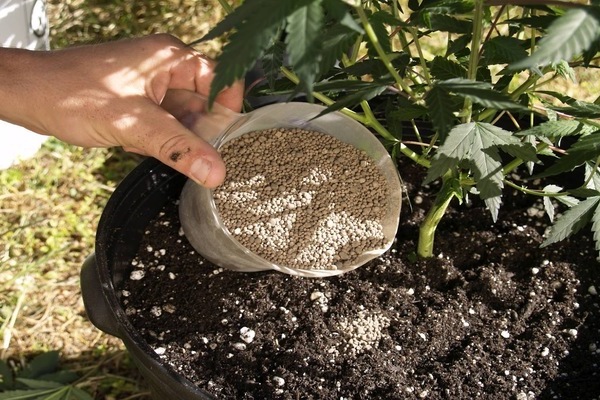 How to feed tomatoes in the ground from common mineral dressings