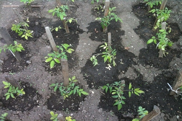 Wie man Tomaten nach dem Pflanzen im Mai und Frühsommer füttert