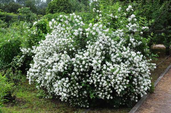 Faux jasmin