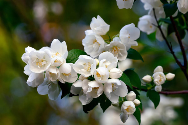 Lažni jasmin