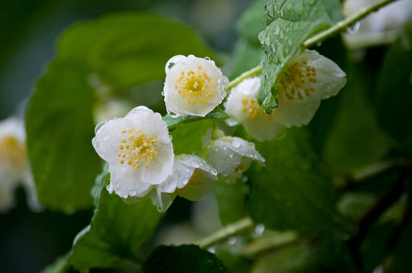 Faux jasmin