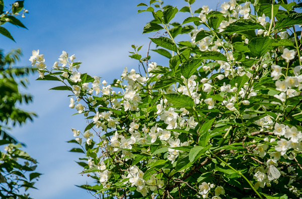 Lažni jasmin