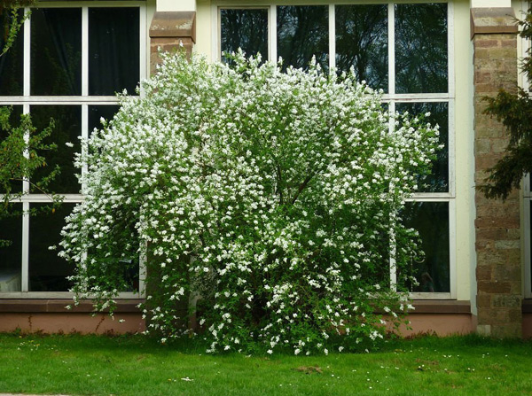 Faux jasmin