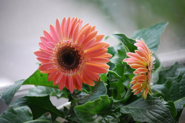 gerbera671