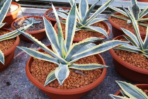 Wachstumsbedingungen für Agave