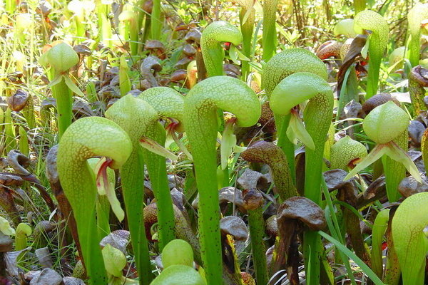 Darlingtonia-Pflanze