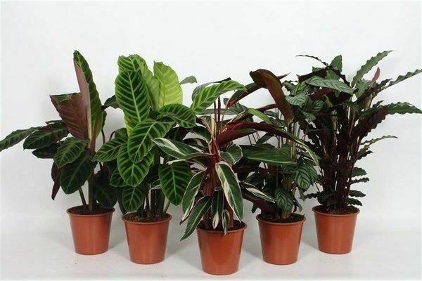 decorative houseplants names