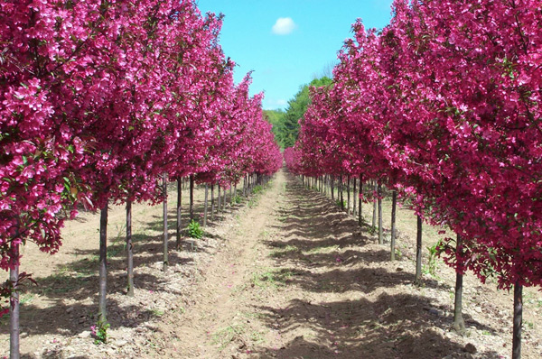 decorative apple trees