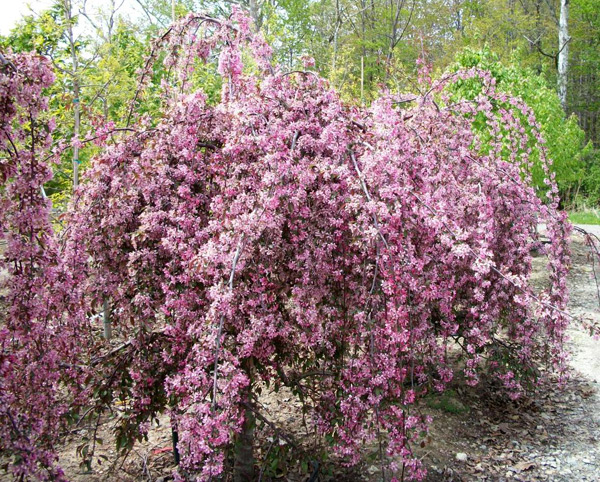 ornamental weeping apple trees