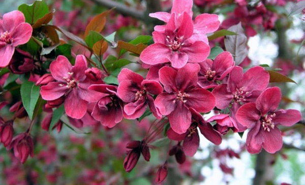 Helena apple trees