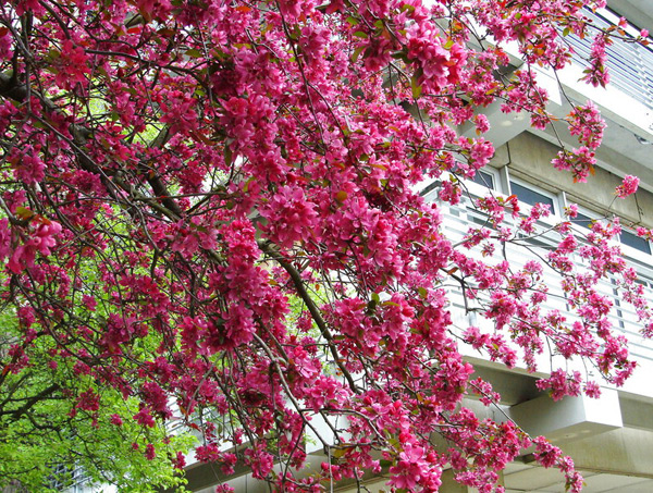 apple trees scarlet