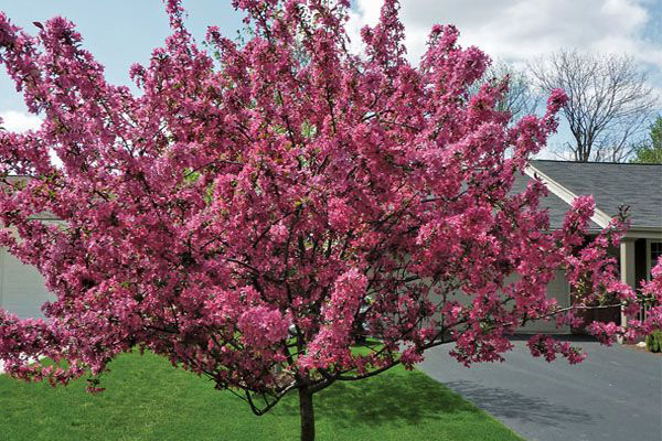 Apple trees Royal beauty