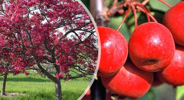 apple trees robin