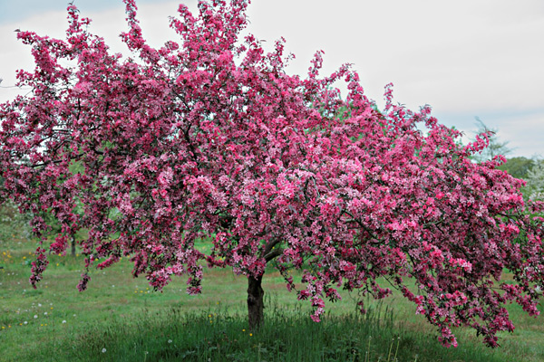 apple trees Profusion