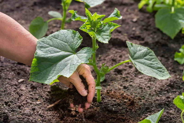 cucumber planting fertilizer