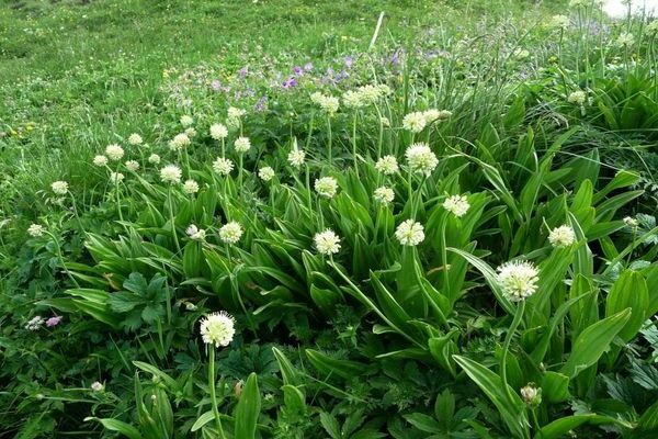 wild garlic photos