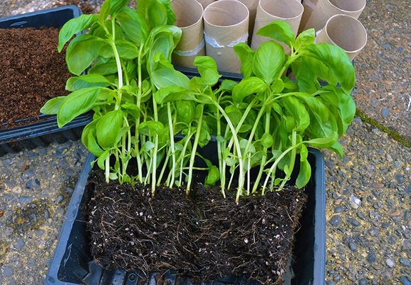 basil seedlings he56r4he