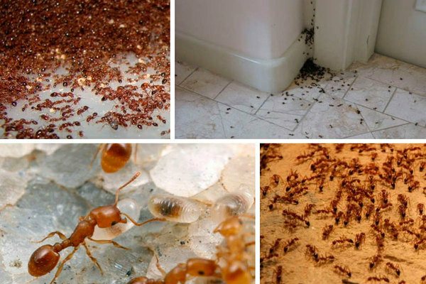 Mga ants sa bahay: kung paano mapupuksa. Panimula sa paksa