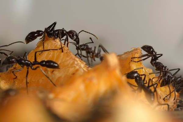 Mga ants sa bahay: kung paano mapupuksa, bakit lumilitaw ang mga ito sa bahay