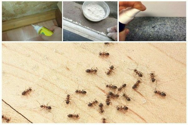 Mga ants sa bahay: kung paano mapupuksa. Mga remedyo para sa mga langgam sa bahay