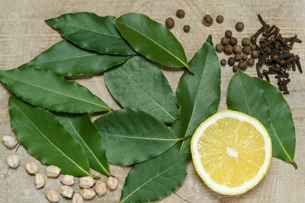 growing laurel at home