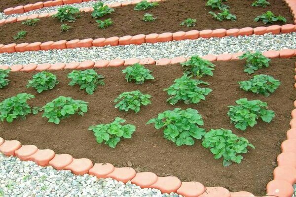 paths in the garden between the beds