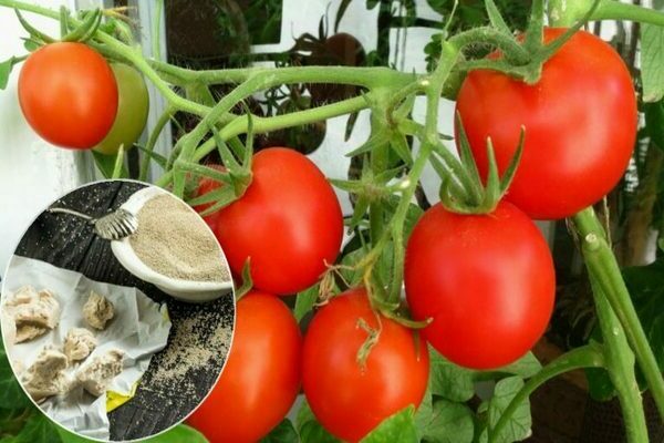 feeding tomatoes in the greenhouse