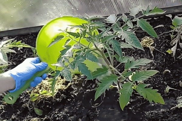 feeding tomatoes in the greenhouse