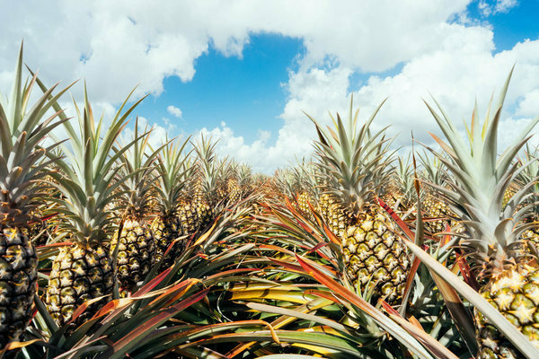 wie wächst ananas