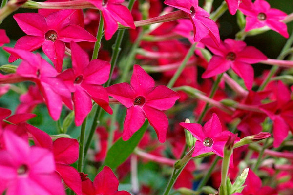 Fleurs de tabac parfumé