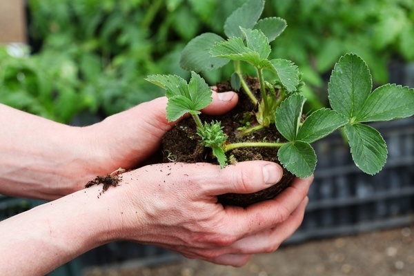 pruning strawberries after harvest