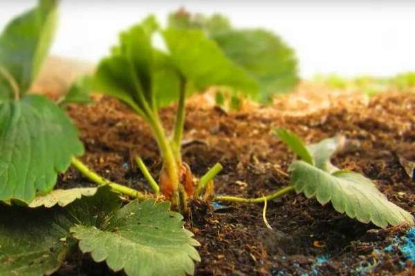 strawberries after pruning