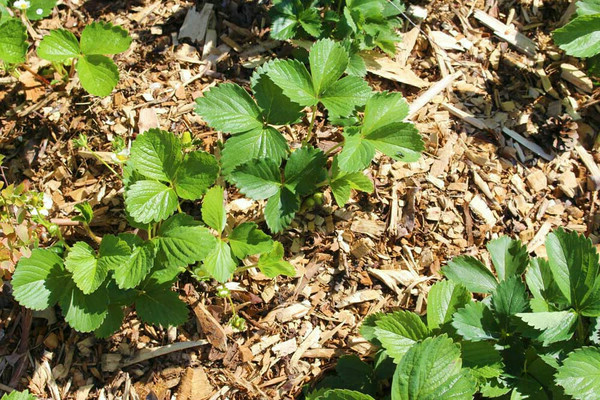 Erdbeeren nach der Ernte beschneiden