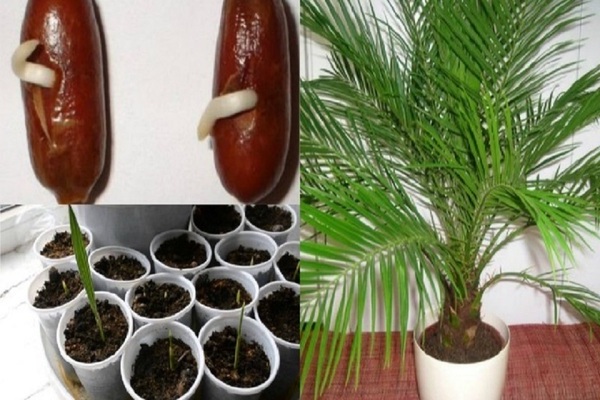 date palm at home