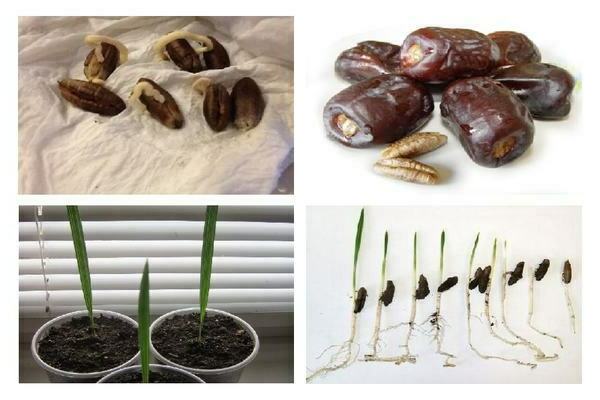 date palm