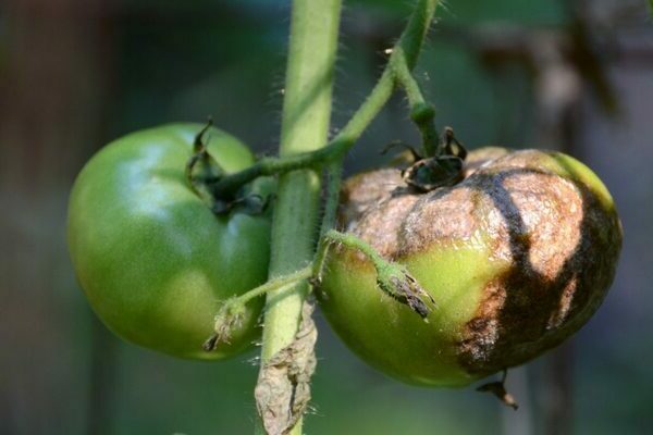 Phytophthora sur tomates : informations sur la maladie