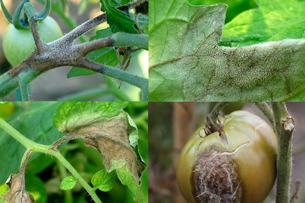 Phytophthora sur tomates: types