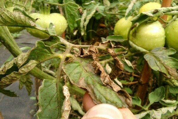 Tomates infectées : mildiou du sol. Causes de la maladie