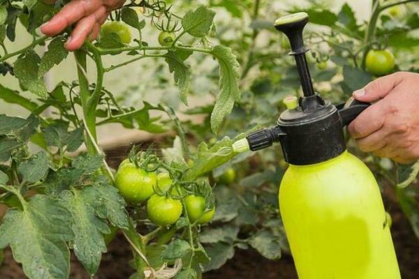 Traitement des tomates du mildiou : traitements chimiques