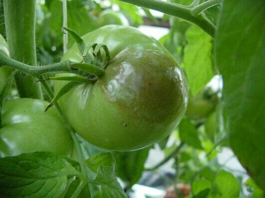 Signes et caractéristiques de la maladie, comment traiter les tomates contre le mildiou