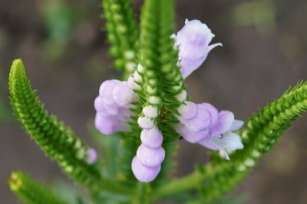 physostegia landing