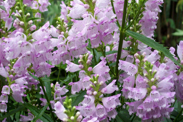 pangangalaga ng physostegia